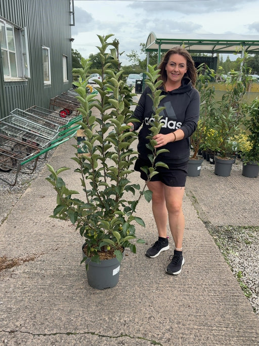 Malus Everest 12 Litre Pot 125/150cm