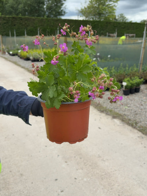 Geranium Macrorrhizum 2 Litre Pot