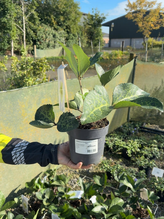 Helleborus FrostKiss White 1.5 Litre Pot