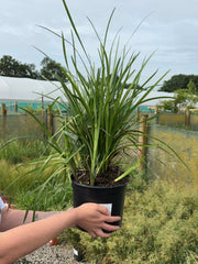Liriope Muscari Big Blue 5 Litre Pot