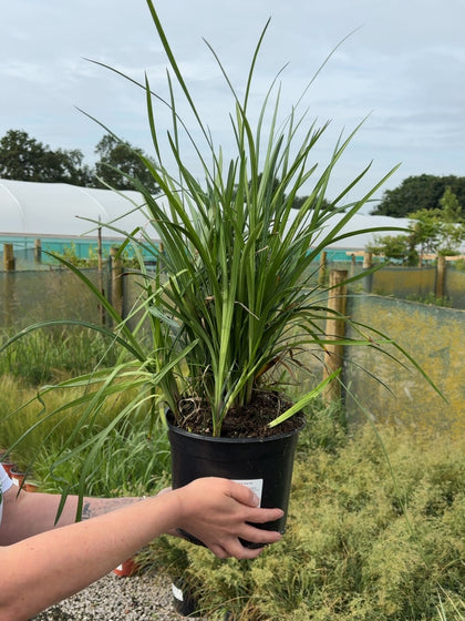 Liriope Muscari Big Blue 5 Litre Pot
