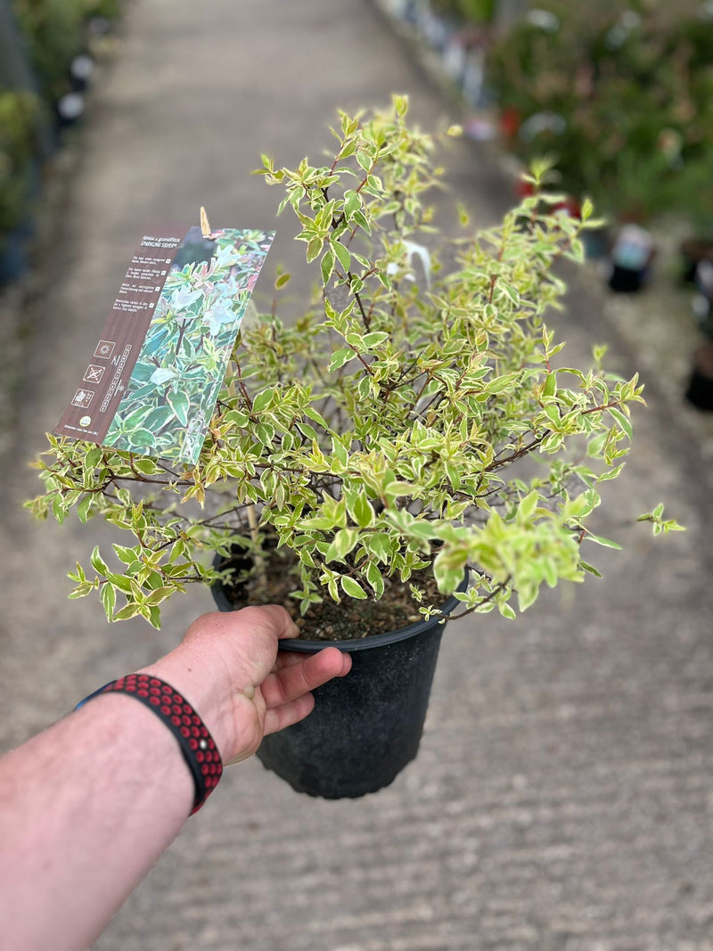 Abelia Sparkling Silver 4.5 Litre Pot