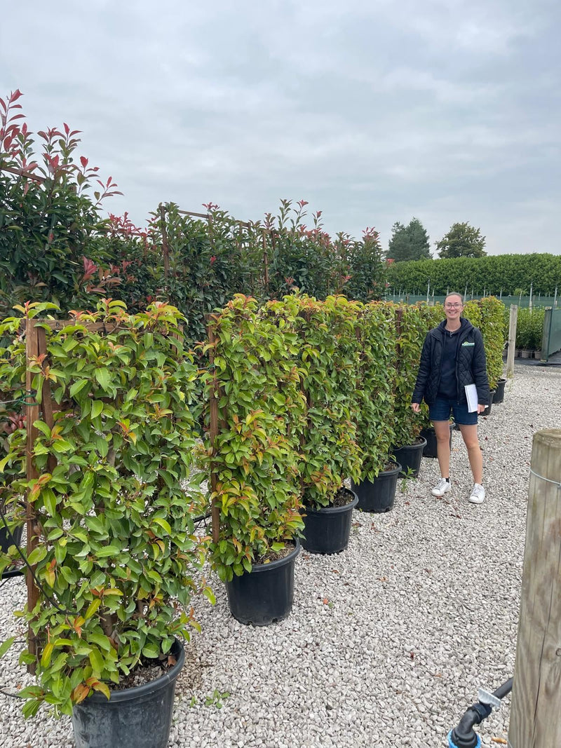 Prunus Lusitanica Tico Pleached Panel 120 x 70cm