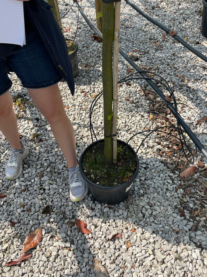 Carpinus B. Pleached 180cm Stem 120cm x 150cm Sold as a Trio