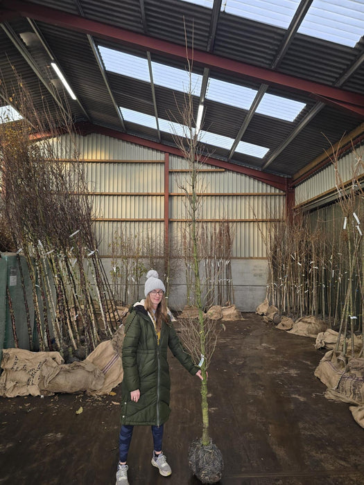 Cornus Kousa Chinensis 8/10cm Rootballed