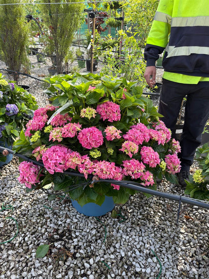Hydrangea Mac Pink Ball 30 Litre Pot