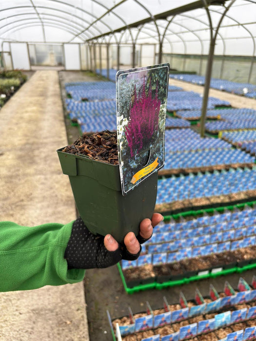 Astilbe chin. Visions in Red 11cm Pot