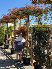 Photinia Red Robin Pleached Roof Top 240cm Stem 150cm x 150cm Frame