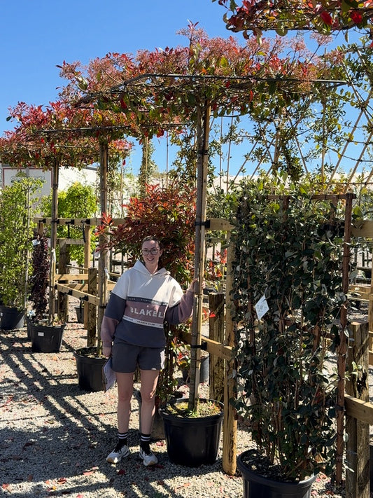 Photinia Red Robin Pleached Roof Top 240cm Stem 150cm x 150cm Frame