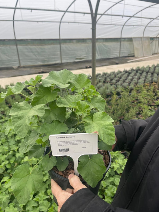 Lavatera Barnsley 3 Litre Pot
