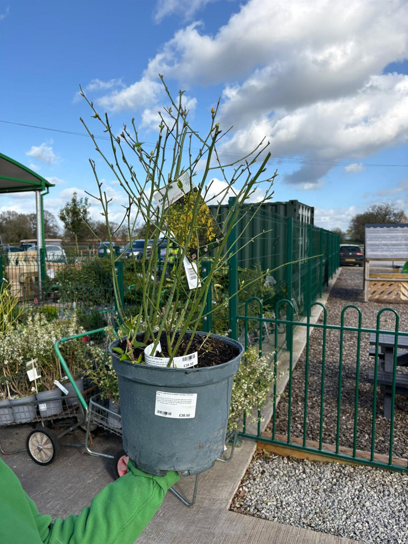 Kerria Japonica Golden Guinea 10 Litre Pot