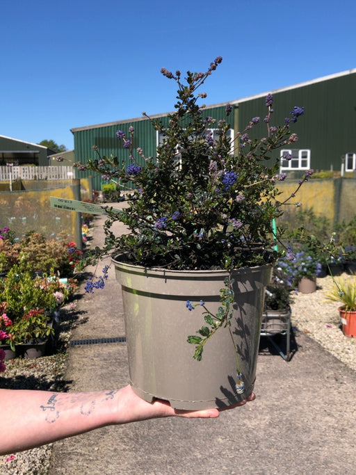 Ceanothus Blue Sapphire 5 Litre Pot
