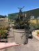 Ceanothus Blue Sapphire 5 Litre Pot