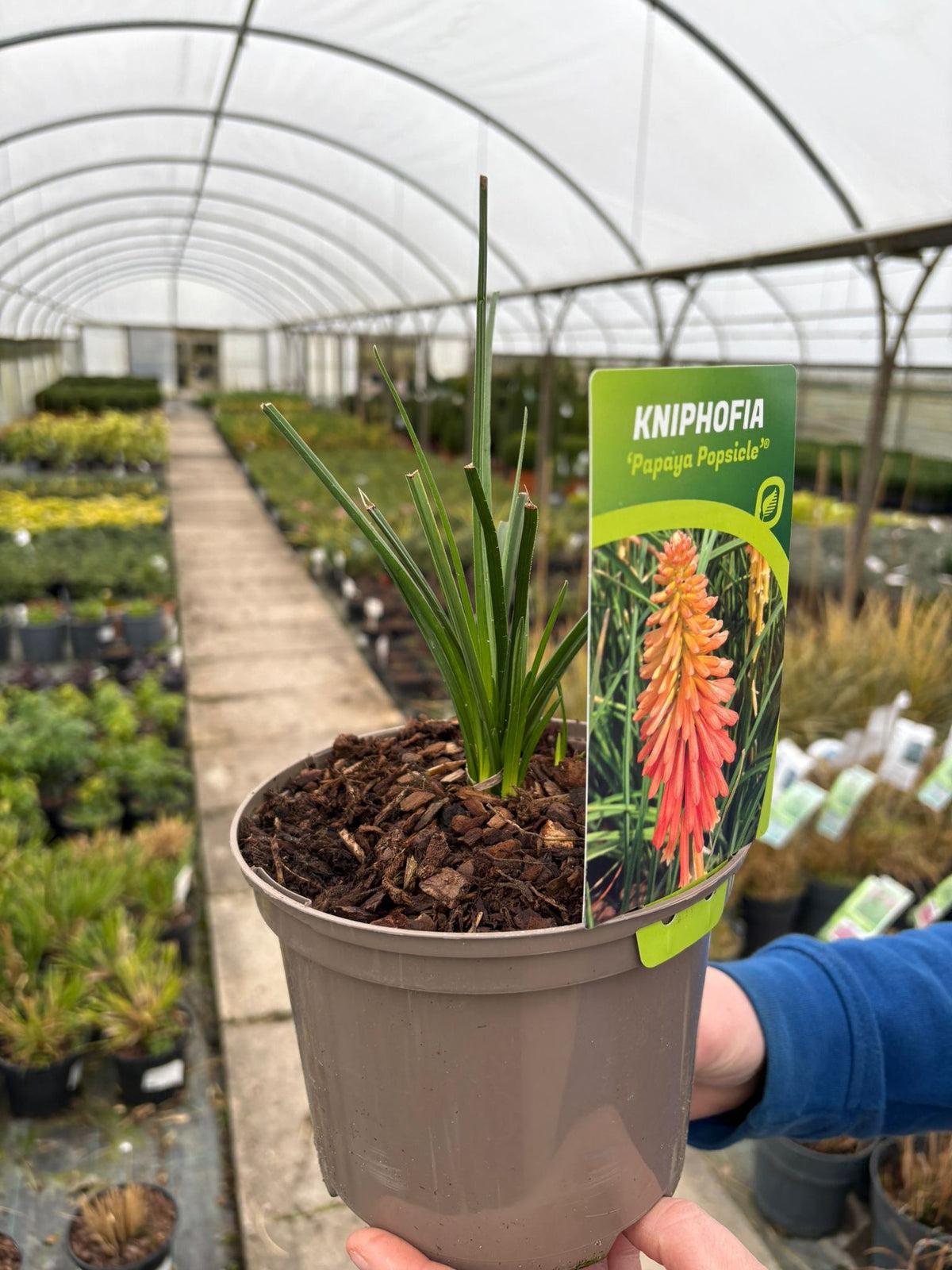 Kniphofia Papaya Popsicle 2 Litre Pot — Grasslands Nursery