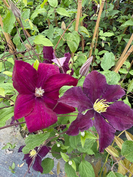 Clematis 'Warszawska Nike' 2 Litre Pot