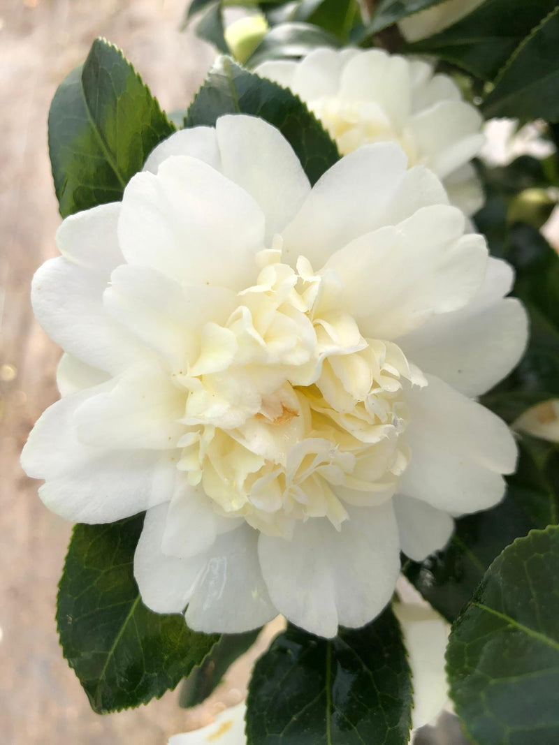 Camellia Jap. Blanca 7 Litre Pot