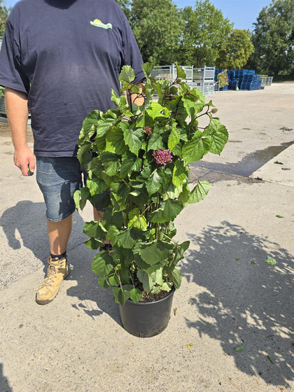 Clerodendrum Bungei 20 Litre 100cm