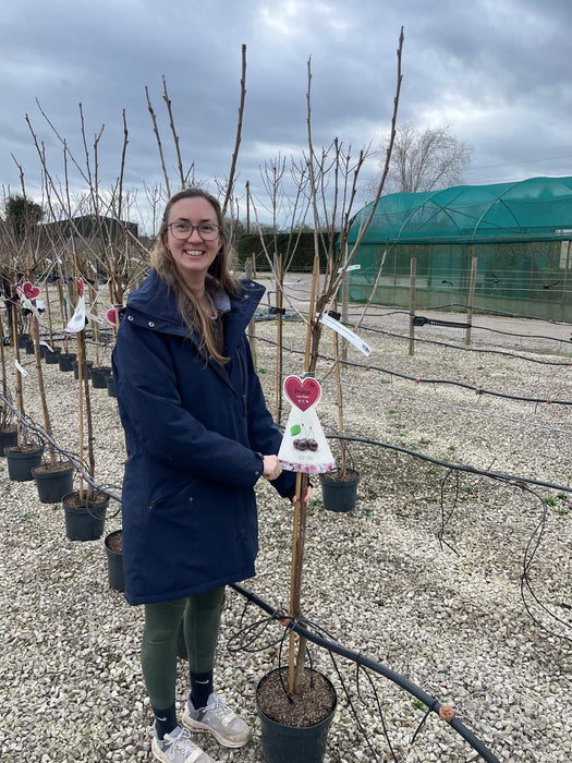 Cherry Regina 10 Litre Pot Half Standard
