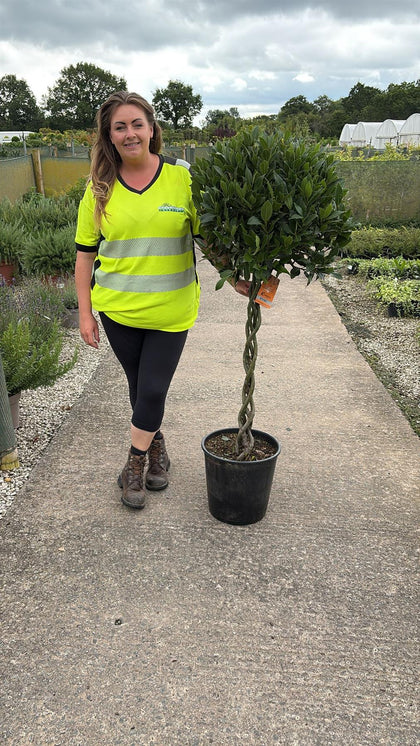 Laurus Nobilis 1/2 Standard 18 Litre Pot 80cm Platted Stem 60/65cm Head