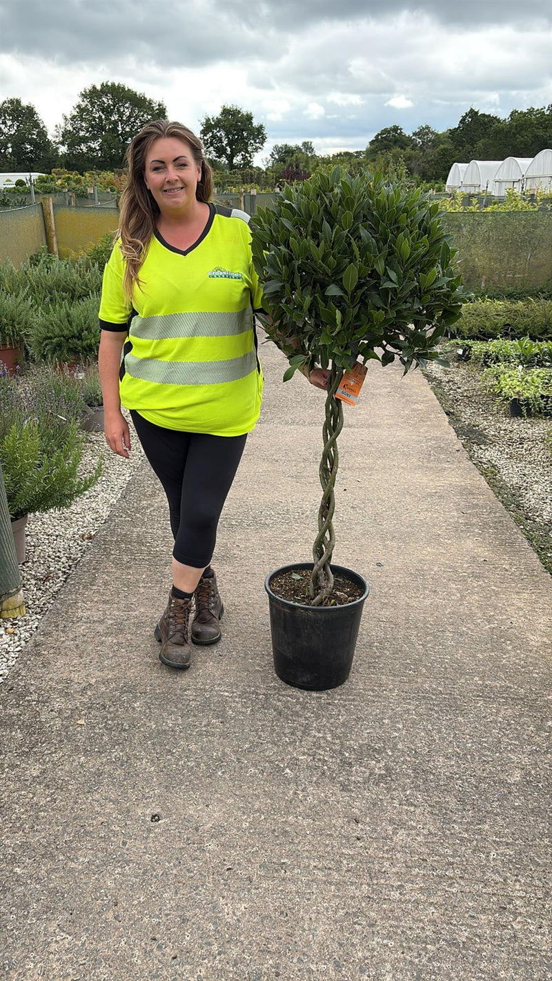 Laurus Nobilis 1/2 Standard 18 Litre Pot 80cm Platted Stem 60/65cm Head