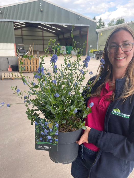 Ceanothus Impressus Victoria 6 Litre Pot Delivery March