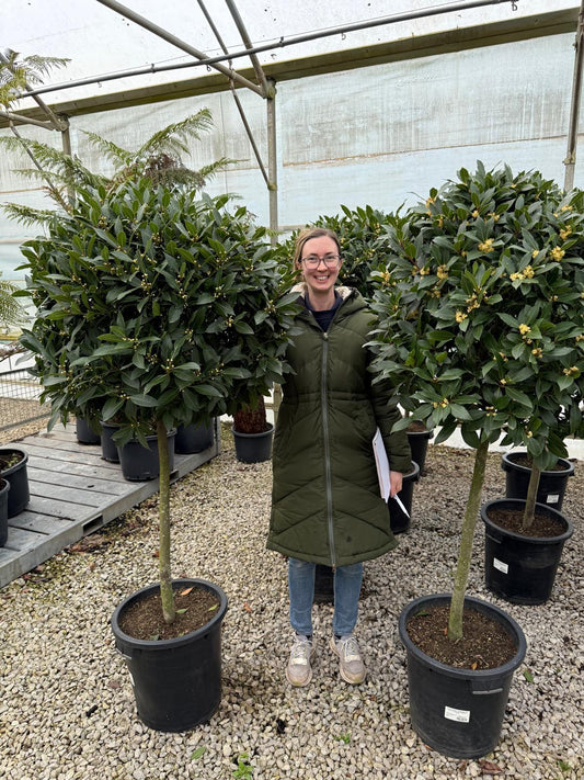 Laurus Nobilis 1/2 Standard 35 Litre Pot 80cm Stem 80/85cm Head