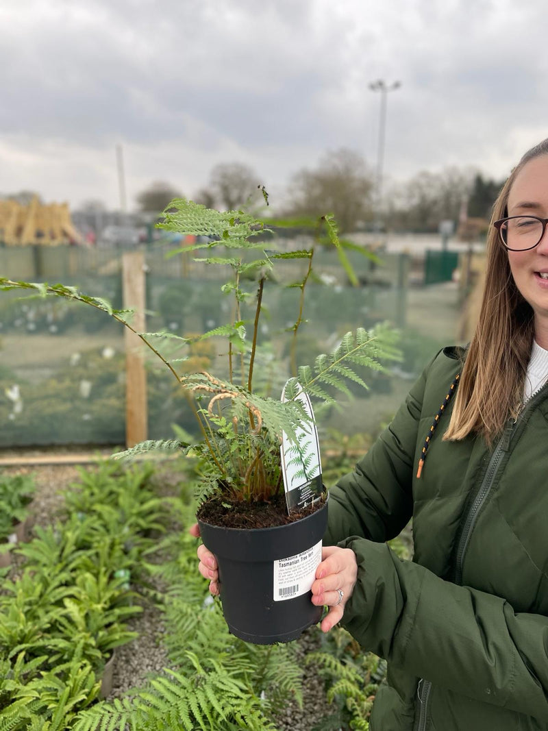 Tree Fern Dicksonia Antarctica 2 Litre Pot