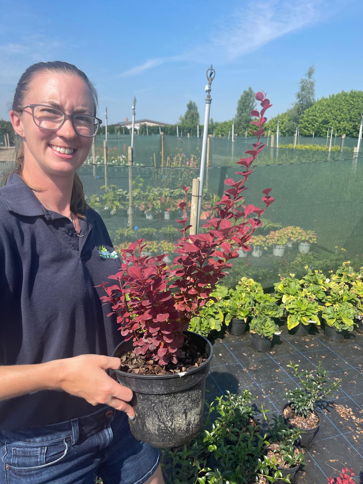 Berberis thunb. Orange Rocket 3 Litre Pot