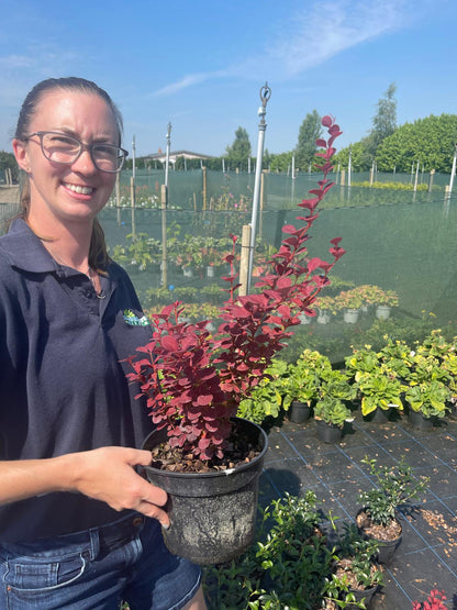 Berberis thunb. Orange Rocket 3 Litre Pot