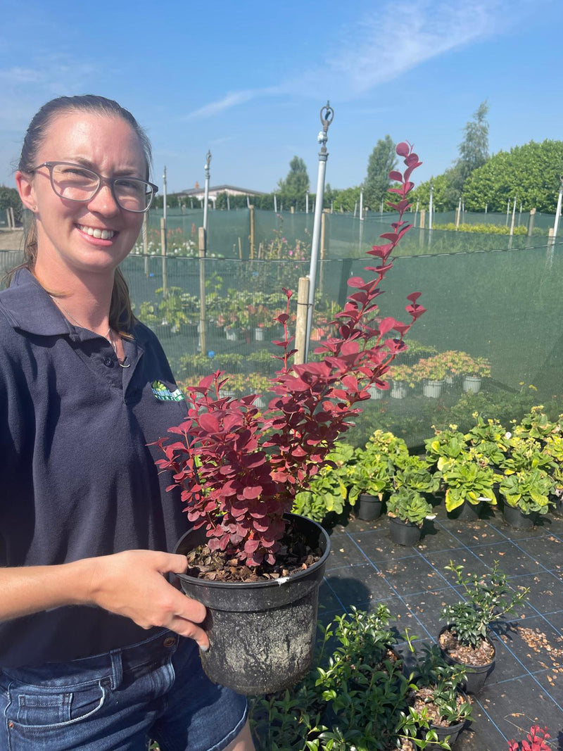 Berberis thunb. Orange Rocket 3 Litre Pot