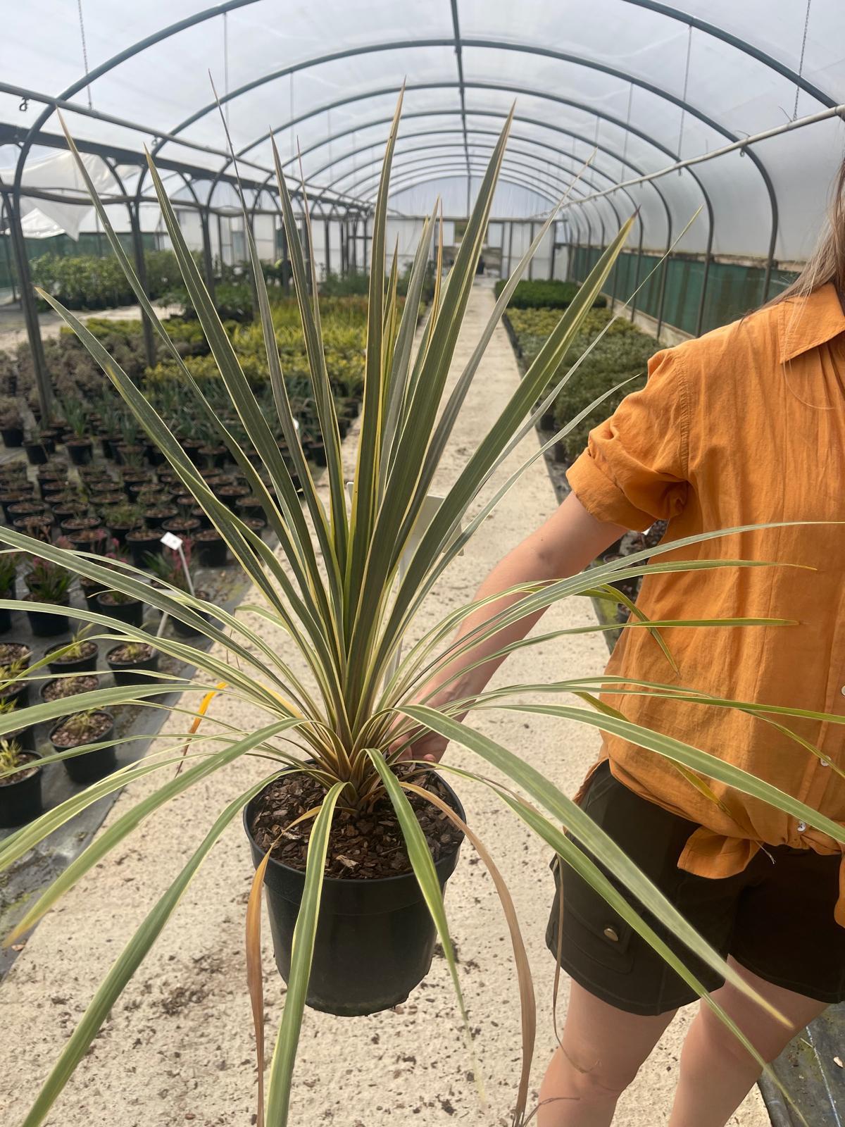 Cordyline Torbay Dazzler 3 Litre Pot — Grasslands Nursery