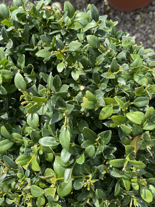 Buxus Sempervirens Duo-Ball Stack 12 Litre Pot