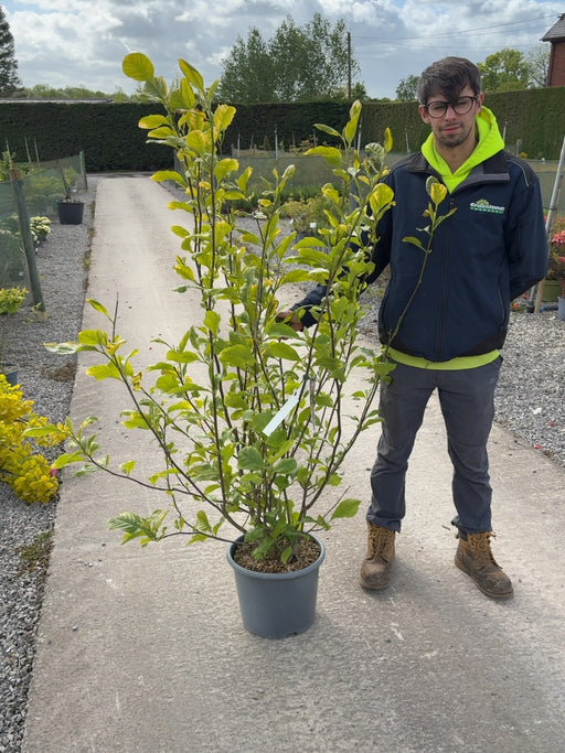 Magnolia soulangeana Rustica Rubra 15 Litre Pot