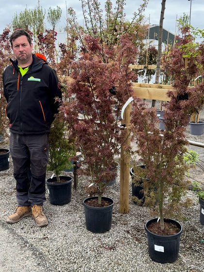 Acer Palmatum Jerre Schwartz 15 Litre Pot