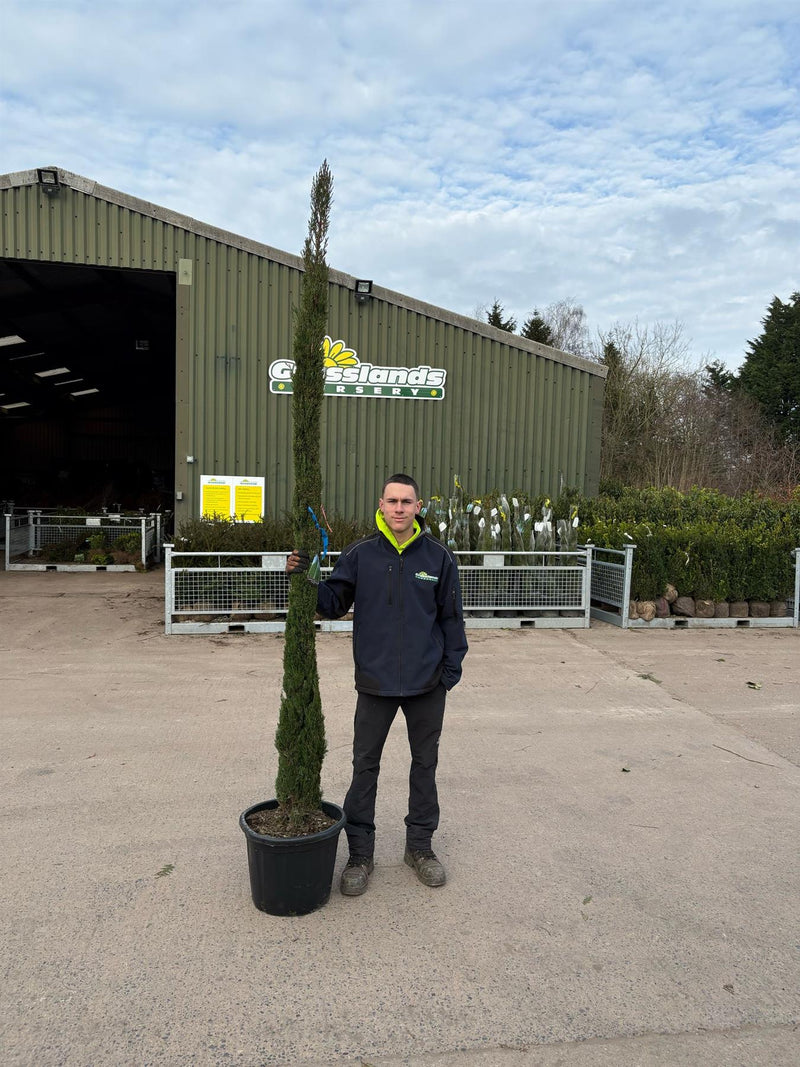 Cupressus sempervirens Pyramidalis 30 Litre Pot 200/250