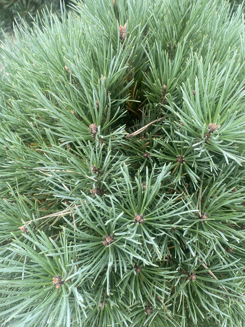 Pinus Sylvestris Watereri 25 Litre Pot