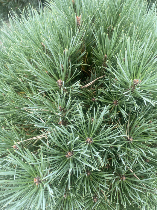 Pinus Sylvestris Watereri 25 Litre Pot