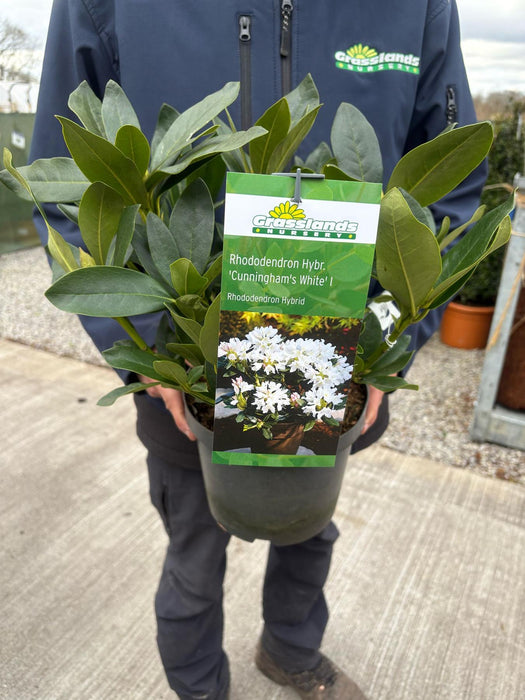 Rhododendron Hybrid Cunninghams White 4 Litre Pot