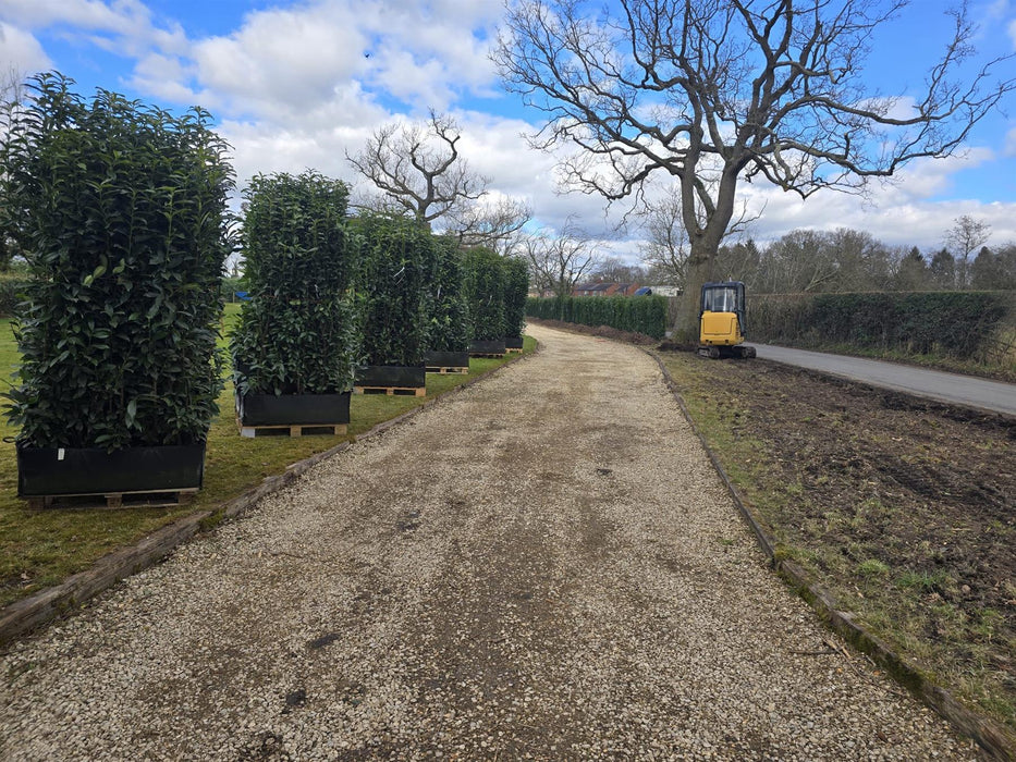 Laurel Hedging, Cherry Laurel Genolia 1.8m x 1m Instant Hedge Unit
