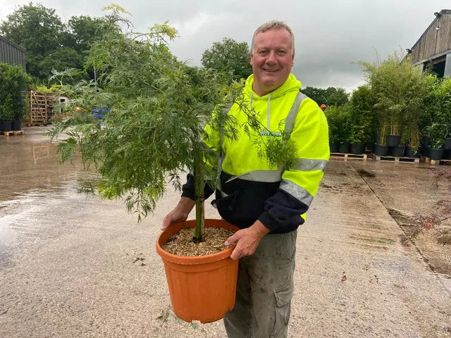 Acer Palmatum Dissectum Viridis  1/4 Standard 25 Litre Pot