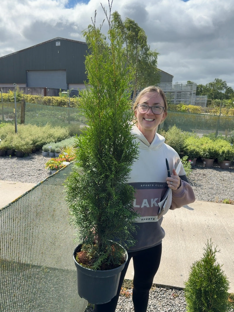 Thuja Occiden. Emerald 5 Litre Pot 80-90cm