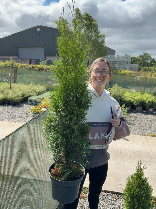 Thuja Occiden. Emerald 5 Litre Pot 80-90cm