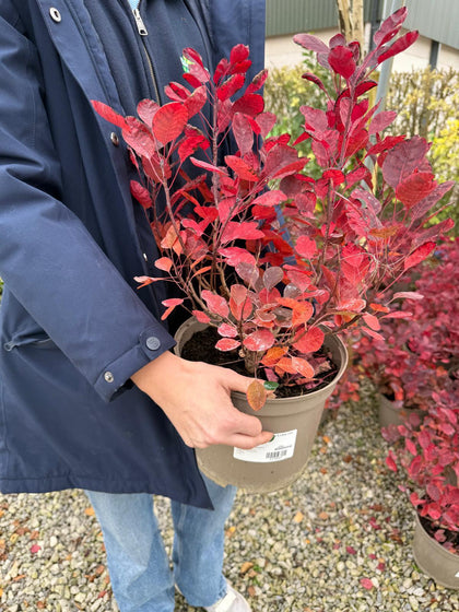 Cotinus coggygria Lilla 5 Litre Pot