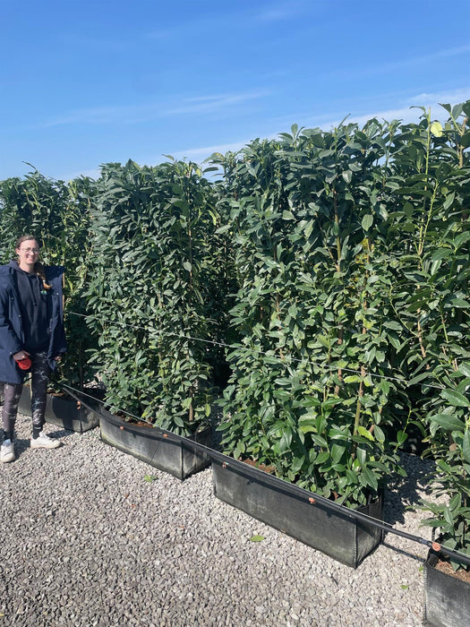 Laurel Hedging, Cherry Laurel Elly 1.8m x 1m Instant Hedge Unit
