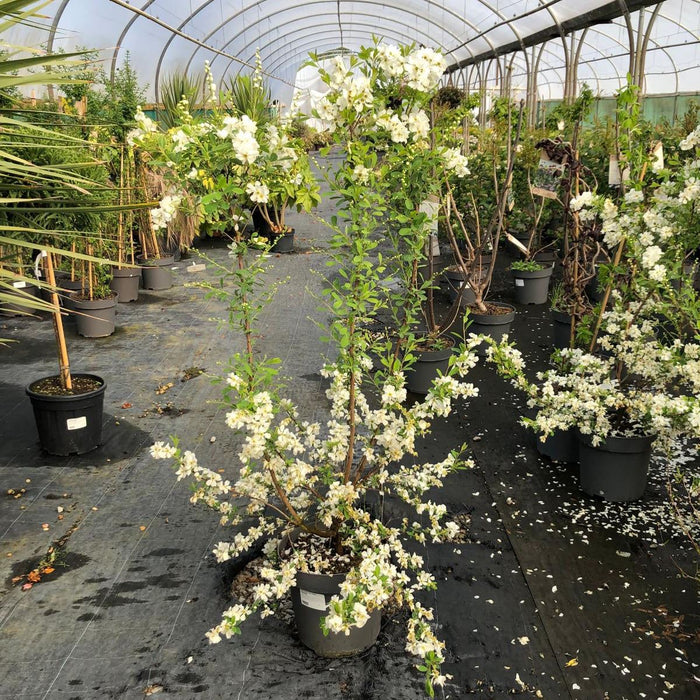 Exochorda x Macrantha Lotus Moon 12 Litre Pot 80/100cm