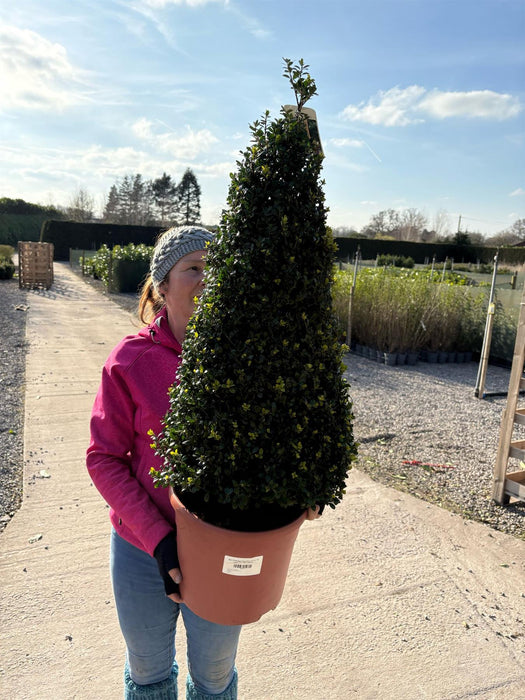 Ilex Crenata Caroline Cone 12 Litre Pot 80/100cm