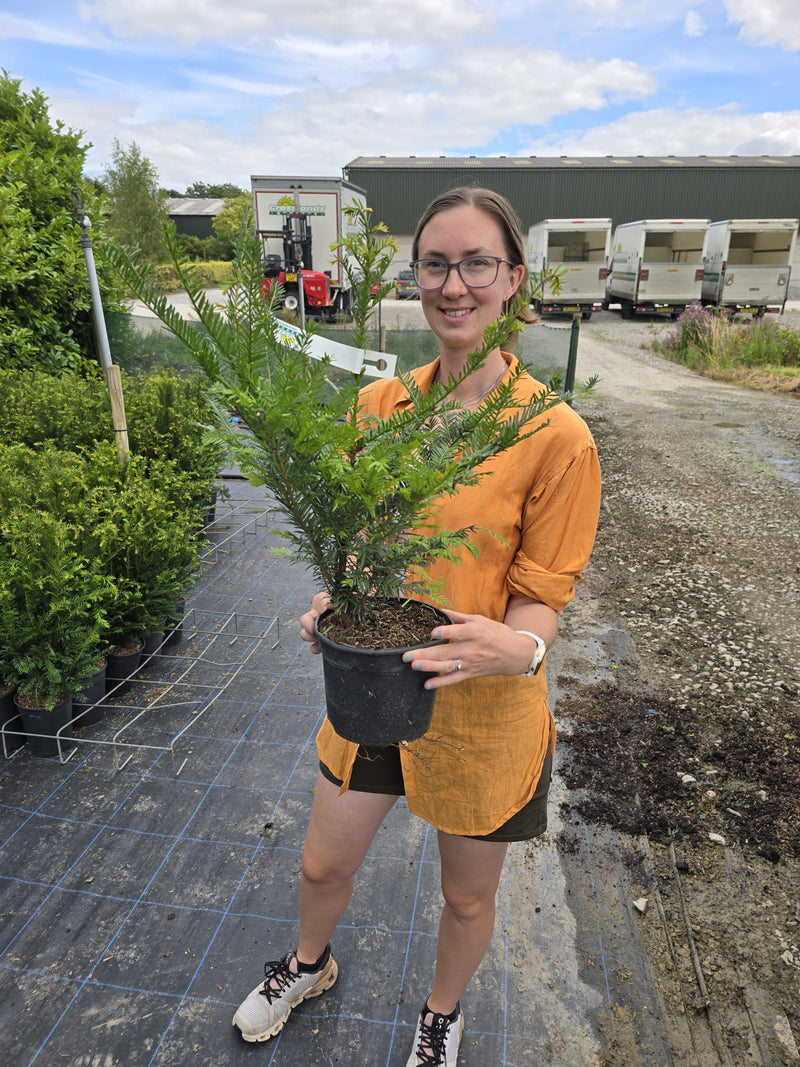 Yew Hedging 2 Litre 40/50 cm