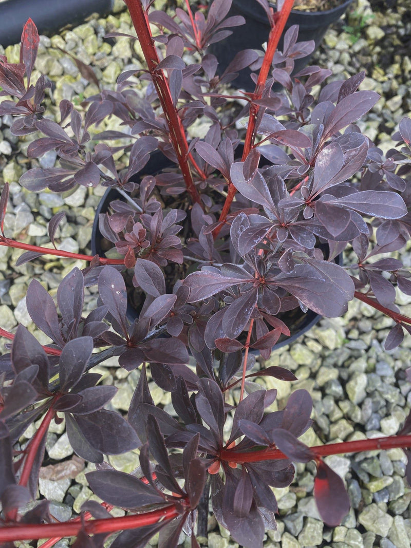 Berberis Hedging Red Chief 2 Litre Pot