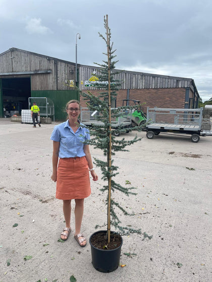 Cedrus Libani Glauca 20 Litre Pot 150/175cm