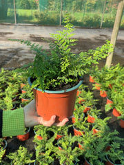 Dryopteris Filix- Mas 2 Litre Pot